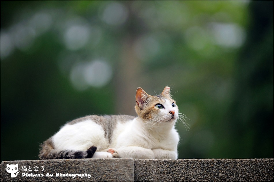 2013喵星人的猫生百态