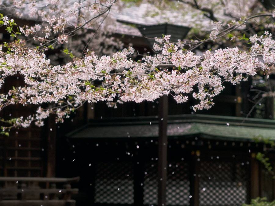 风光摄影：樱花祭