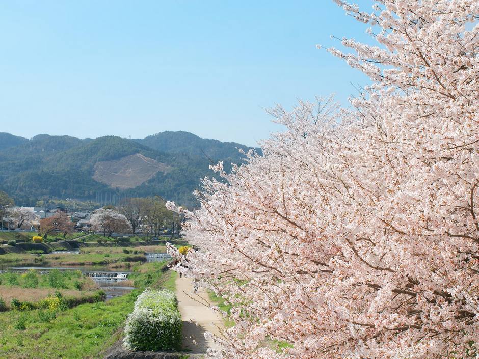 风光摄影：樱花祭