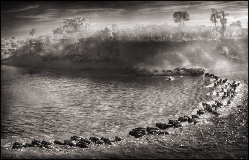 Nick Brandt：震撼心灵的史诗级动物肖像