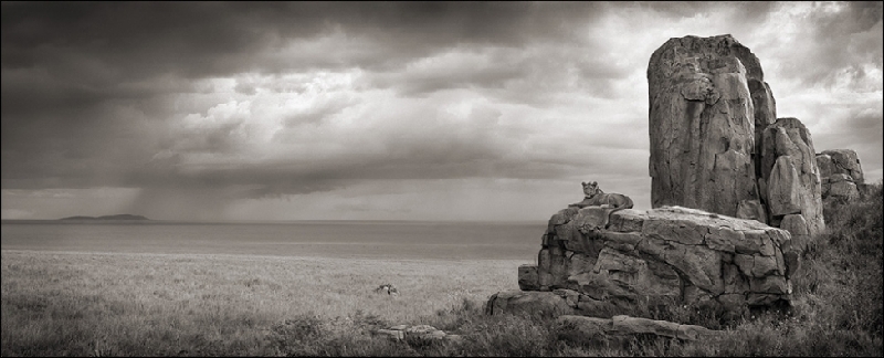 Nick Brandt：震撼心灵的史诗级动物肖像