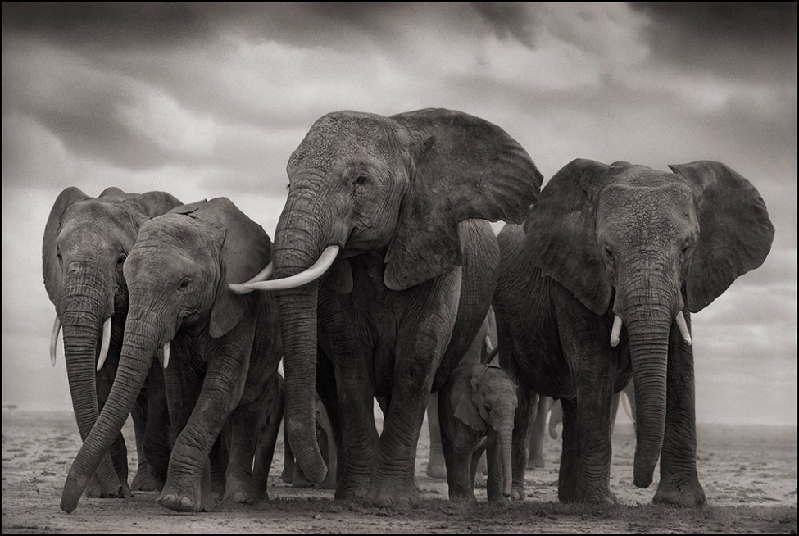 Nick Brandt：震撼心灵的史诗级动物肖像