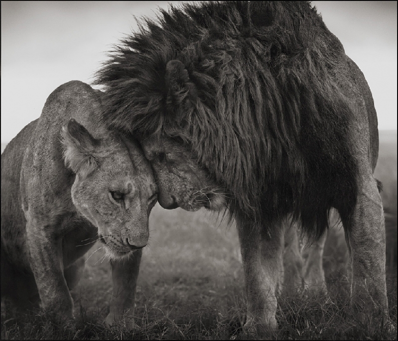 Nick Brandt：震撼心灵的史诗级动物肖像