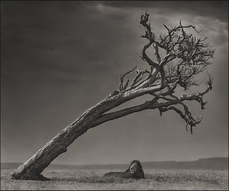 Nick Brandt：震撼心灵的史诗级动物肖像