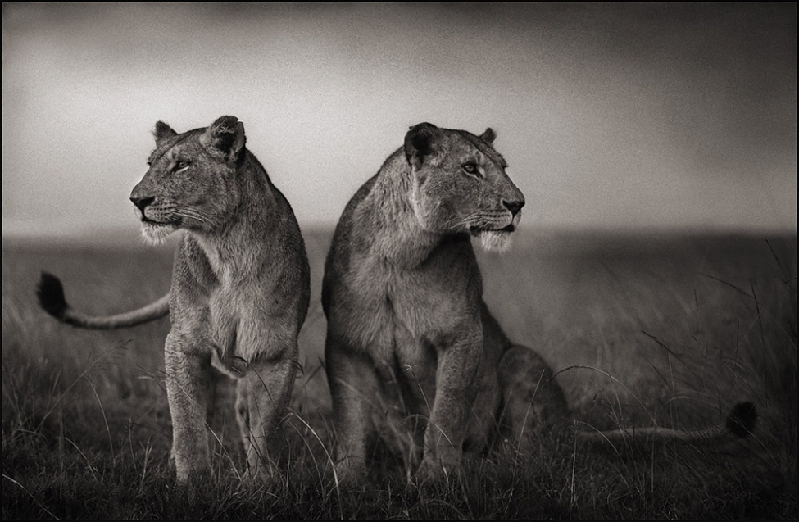 Nick Brandt：震撼心灵的史诗级动物肖像