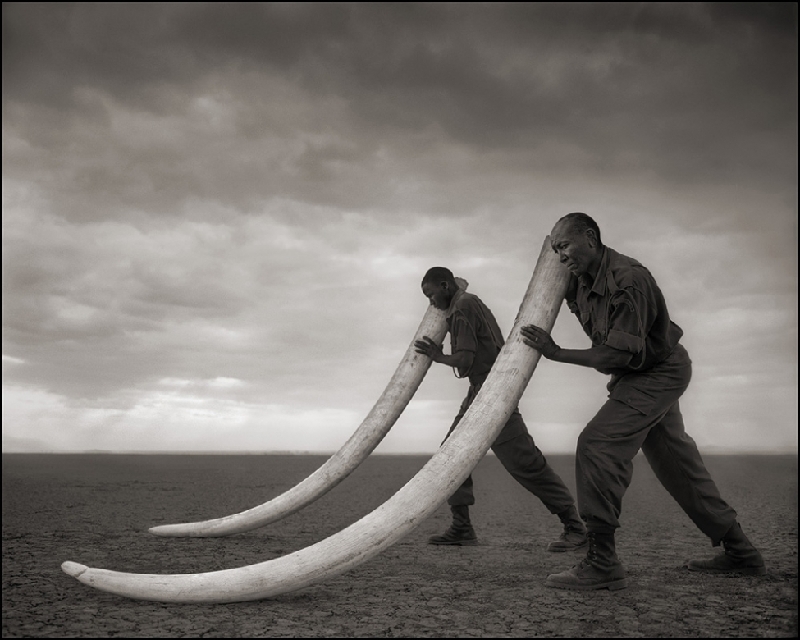 Nick Brandt：震撼心灵的史诗级动物肖像