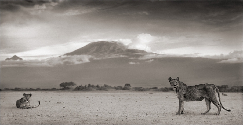 Nick Brandt：震撼心灵的史诗级动物肖像