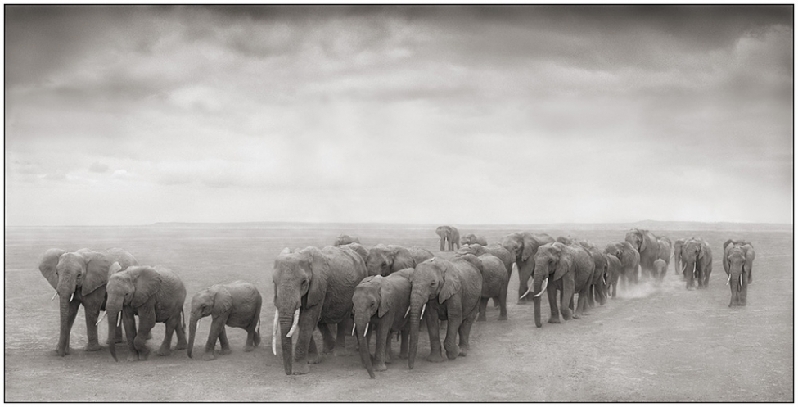 Nick Brandt：震撼心灵的史诗级动物肖像