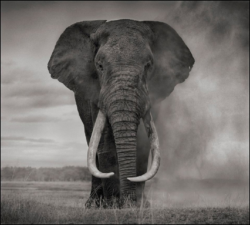 Nick Brandt：震撼心灵的史诗级动物肖像