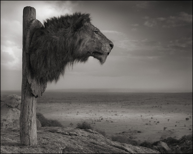 Nick Brandt：震撼心灵的史诗级动物肖像