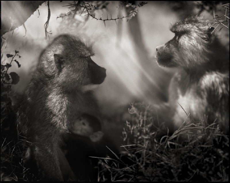 Nick Brandt：震撼心灵的史诗级动物肖像