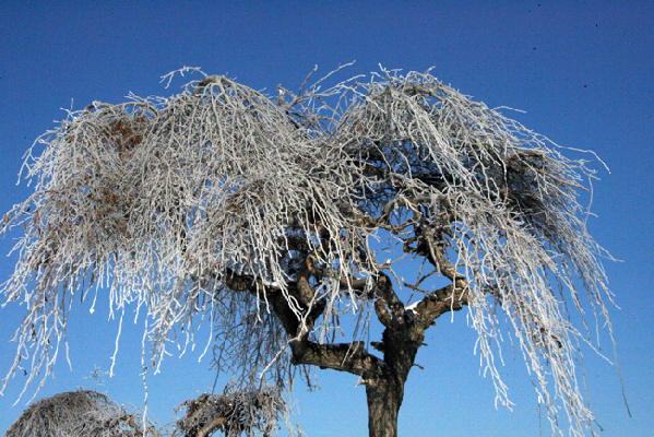 走近昭苏 感受“雪之恋”