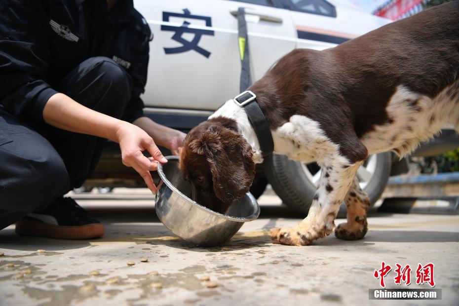 昆明铁路警方的训犬警花