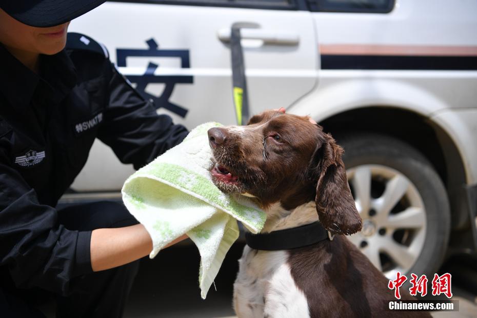 昆明铁路警方的训犬警花