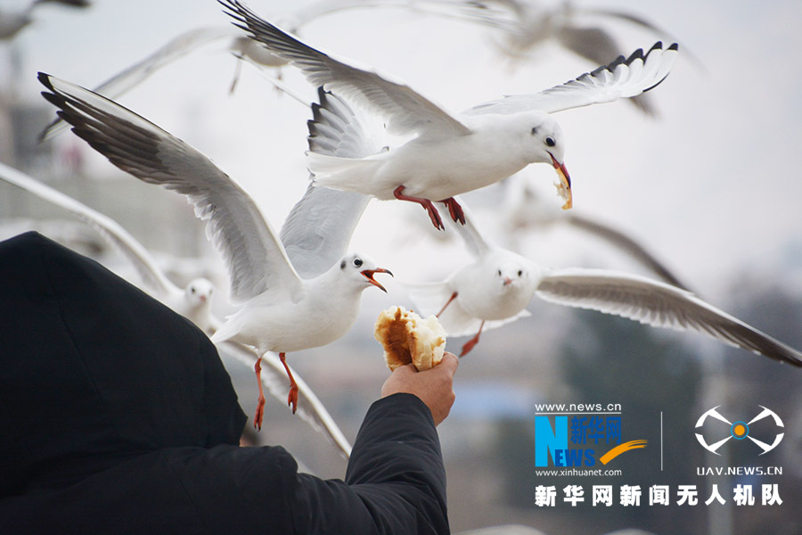 冬日来一场“鸥”遇