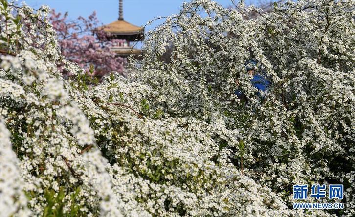 武汉：东湖畔 樱花开