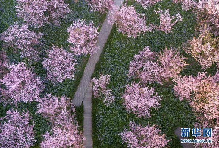 武汉：东湖畔 樱花开