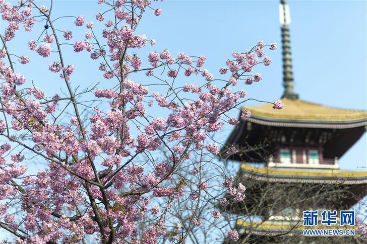 武汉：东湖畔 樱花开