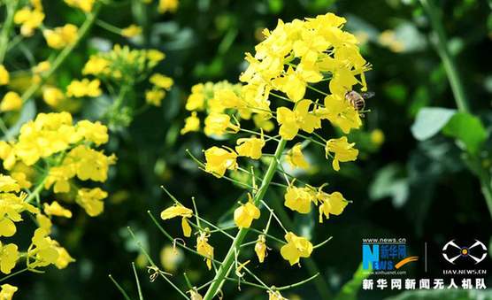 三月春风送暖 油菜花开迷人眼