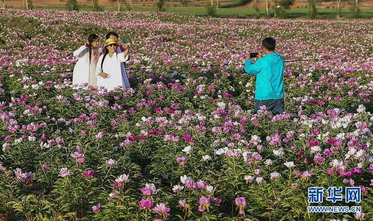 辽宁阜新：芍药花开引游人