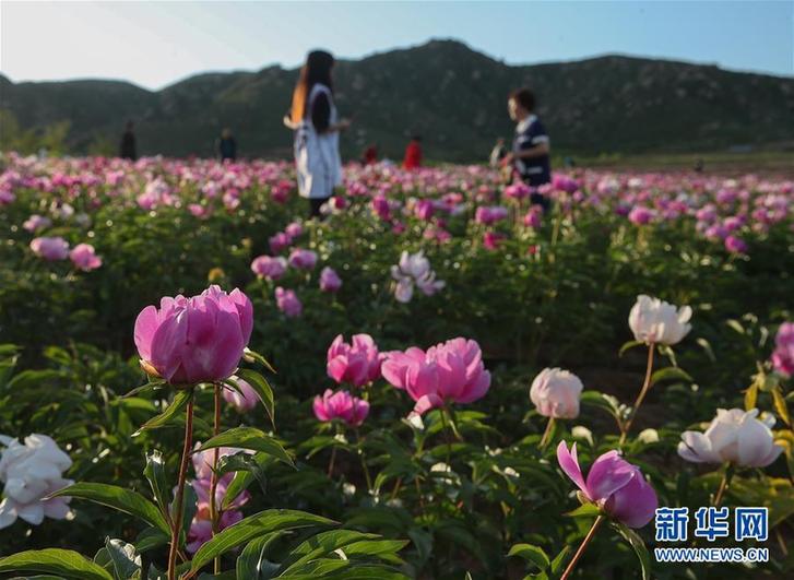 辽宁阜新：芍药花开引游人