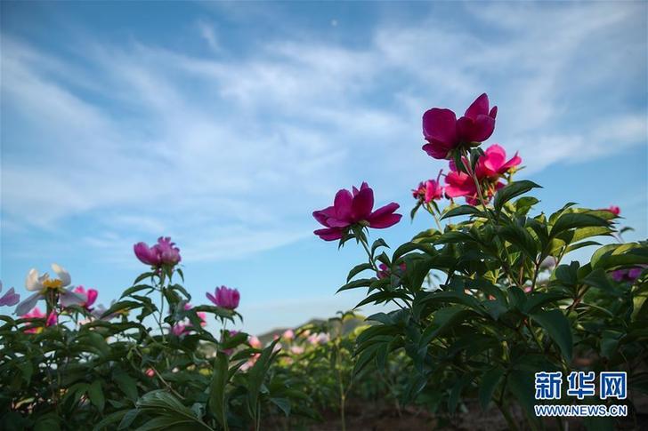 辽宁阜新：芍药花开引游人