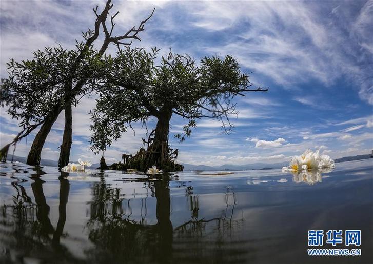 洱海又见海菜花