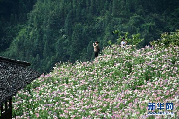 广西龙胜：梯田花海暑日娇