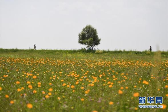 盛夏金莲川美景