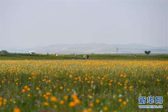 盛夏金莲川美景