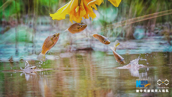 【“飞阅”中国】美！“鱼吃花” 画面生趣灵动