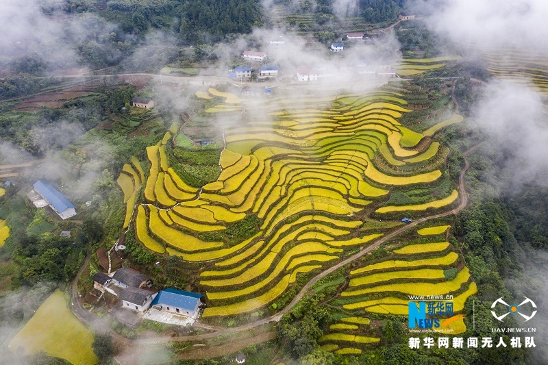 【“飞阅”中国】高山冷水稻绘就“田园诗”