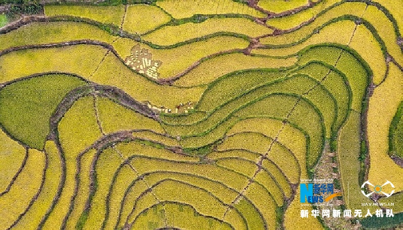 【“飞阅”中国】高山冷水稻绘就“田园诗”