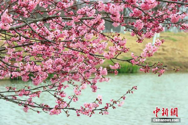 湖北枝江：春来樱花开 市民赏花忙