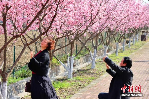 湖北枝江：春来樱花开 市民赏花忙