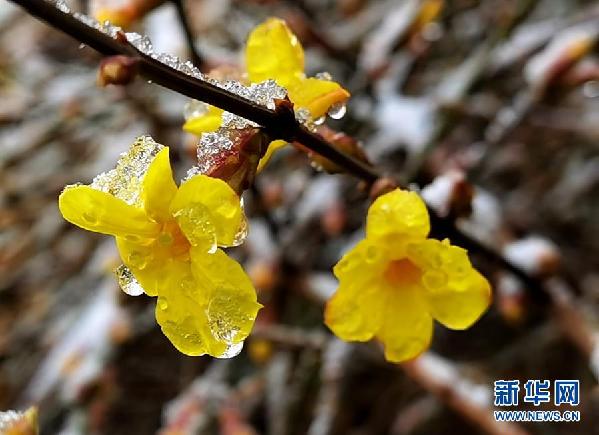 北京降春雪