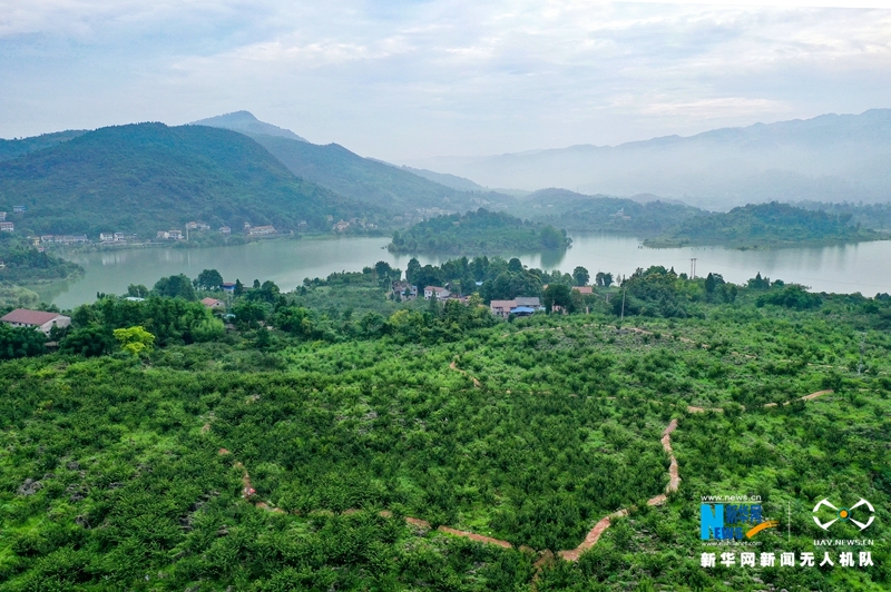 【“飞阅”中国】四川华蓥：石漠化土地变成“聚宝盆”