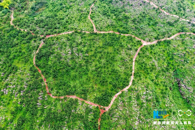 【“飞阅”中国】四川华蓥：石漠化土地变成“聚宝盆”