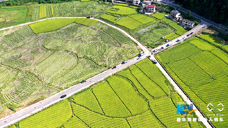 【“飞阅”中国】贵州岑巩杂交水稻制种基地进入收获季