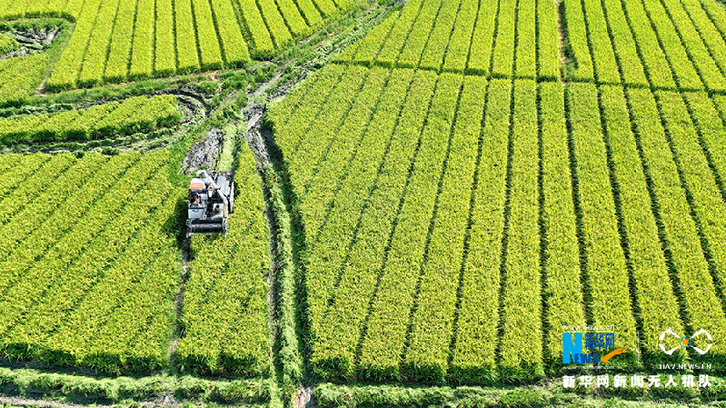 【“飞阅”中国】贵州岑巩杂交水稻制种基地进入收获季