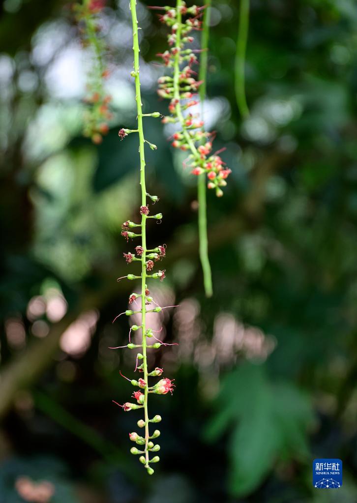 摄影师带你探访昆明植物园“扶荔宫”