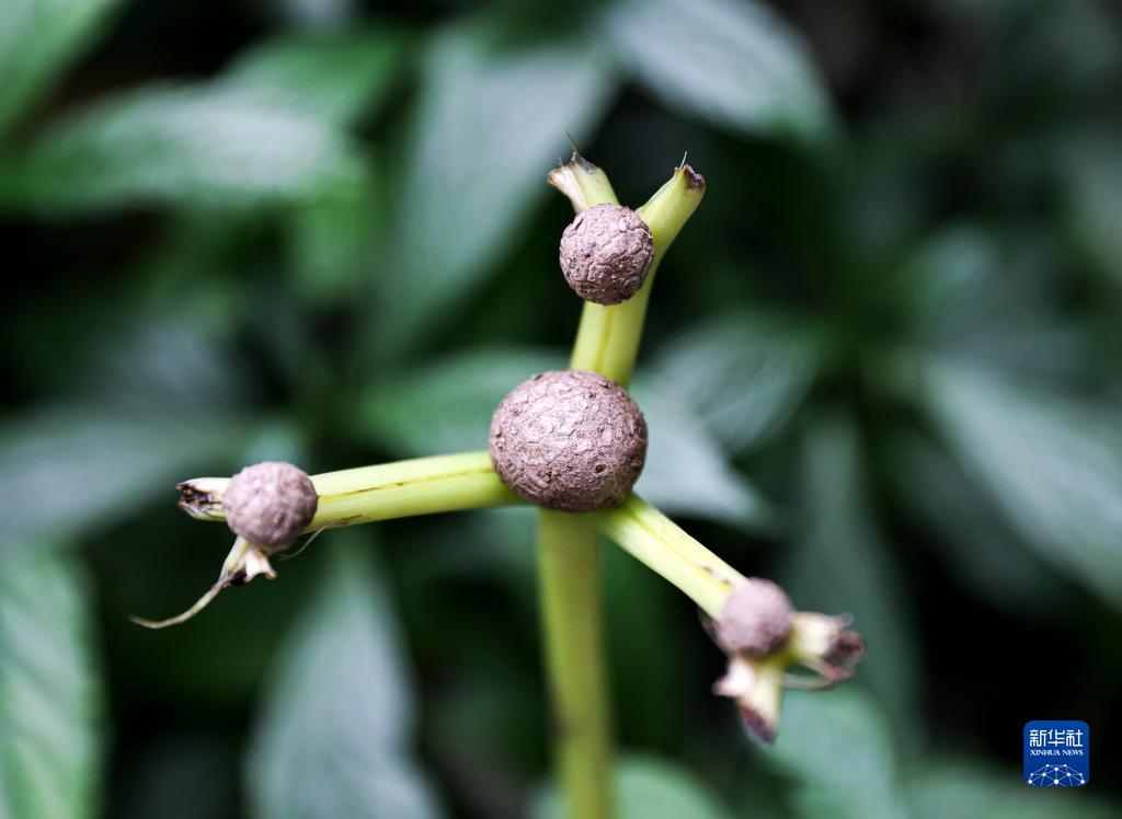 摄影师带你探访昆明植物园“扶荔宫”