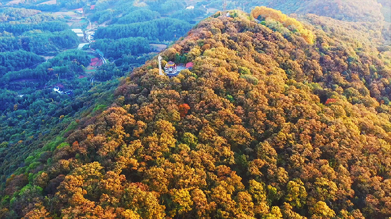 【“飞阅”中国】初冬玉泉山 千年古刹银杏飘黄