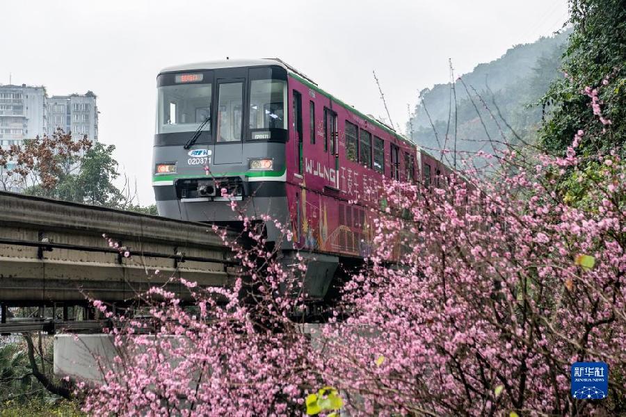 新华全媒+丨开往春天——山城“花海列车”上线