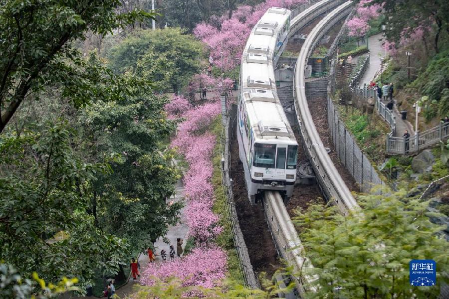 新华全媒+丨开往春天——山城“花海列车”上线