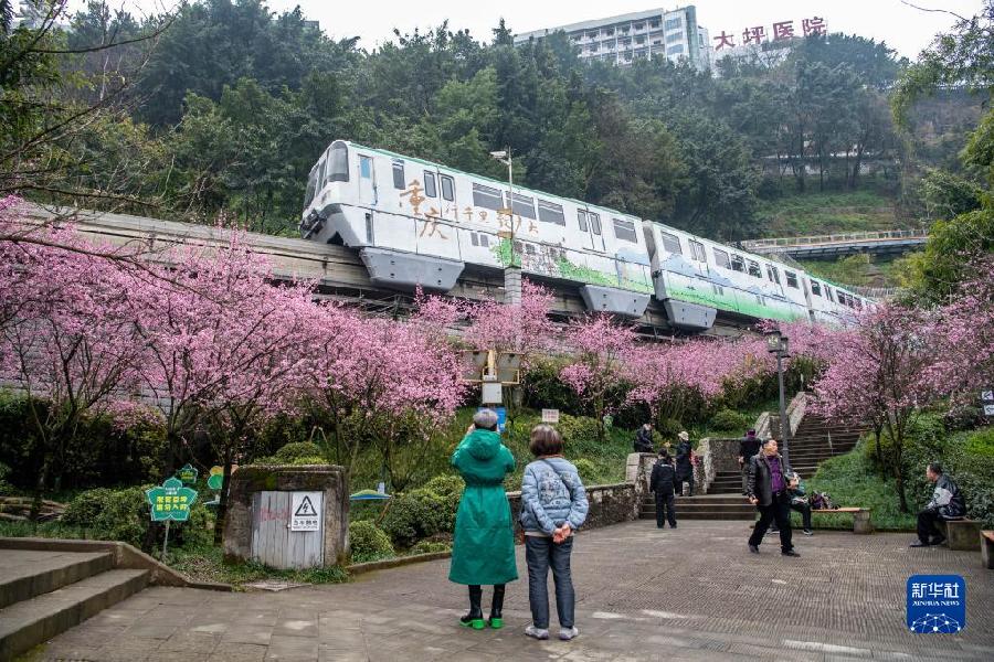 新华全媒+丨开往春天——山城“花海列车”上线