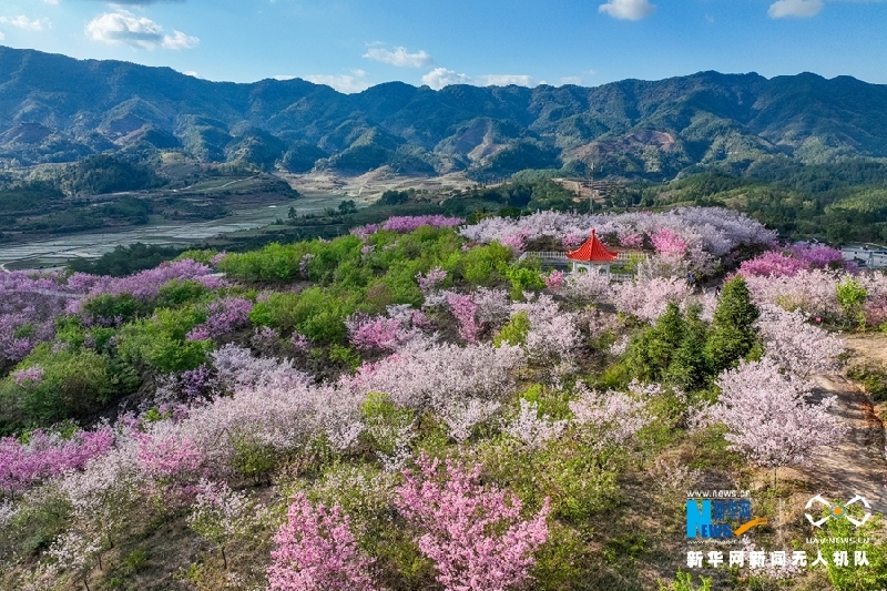 【“飞阅”中国】福建清流：又到一年樱花季 赏心悦目百事兴