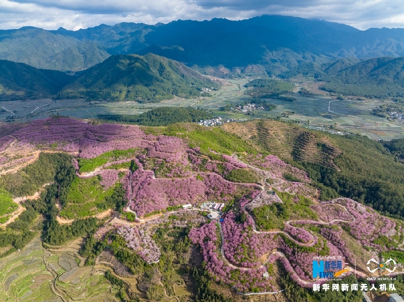 【“飞阅”中国】福建清流：又到一年樱花季 赏心悦目百事兴