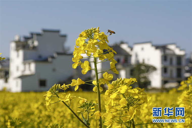 “葫芦”花海秀春光