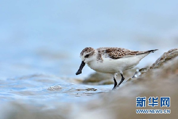 【光影轻课堂】春风十里 怎少得了飞鸟舞翩迁